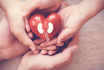 Kidney Heart in Hands